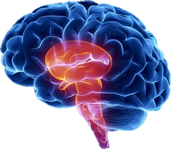 neocortex and brainstem